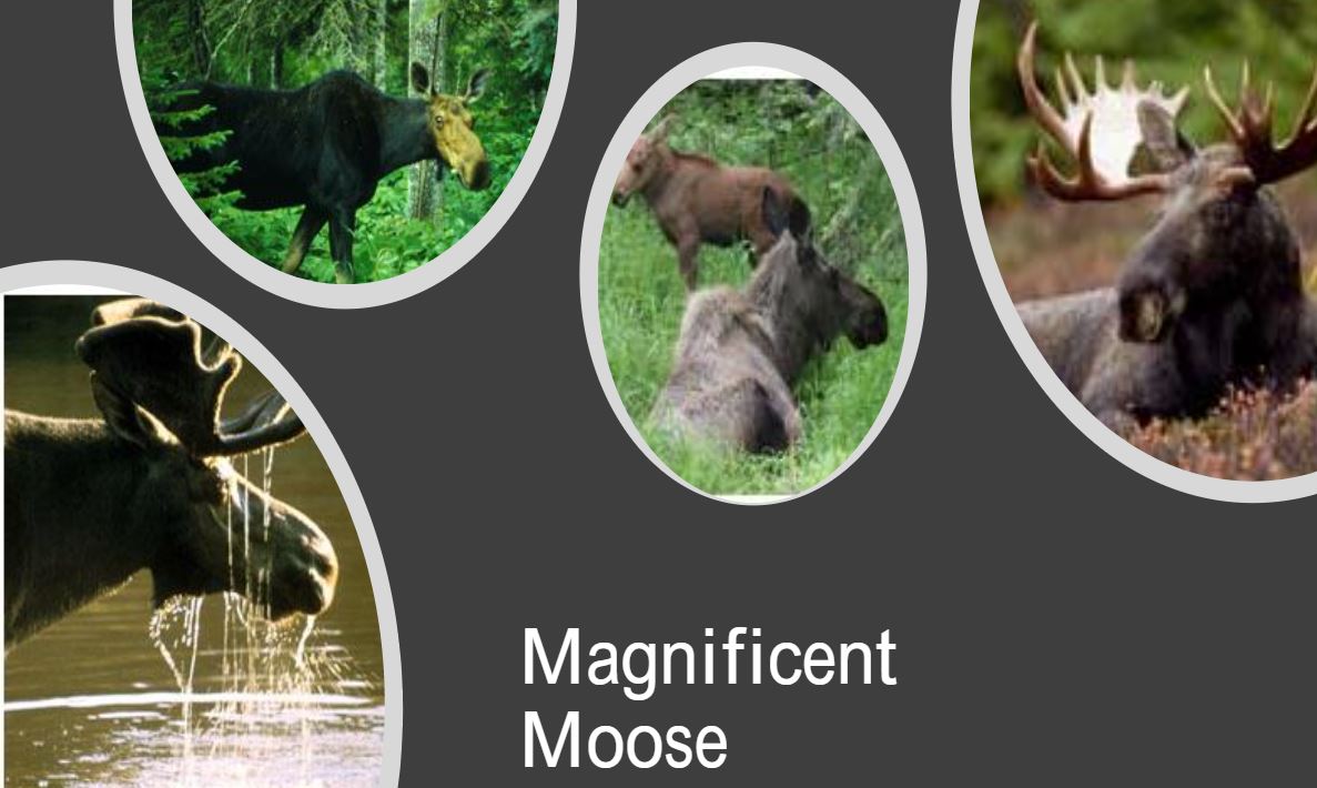 Kami - Magnificent Moose